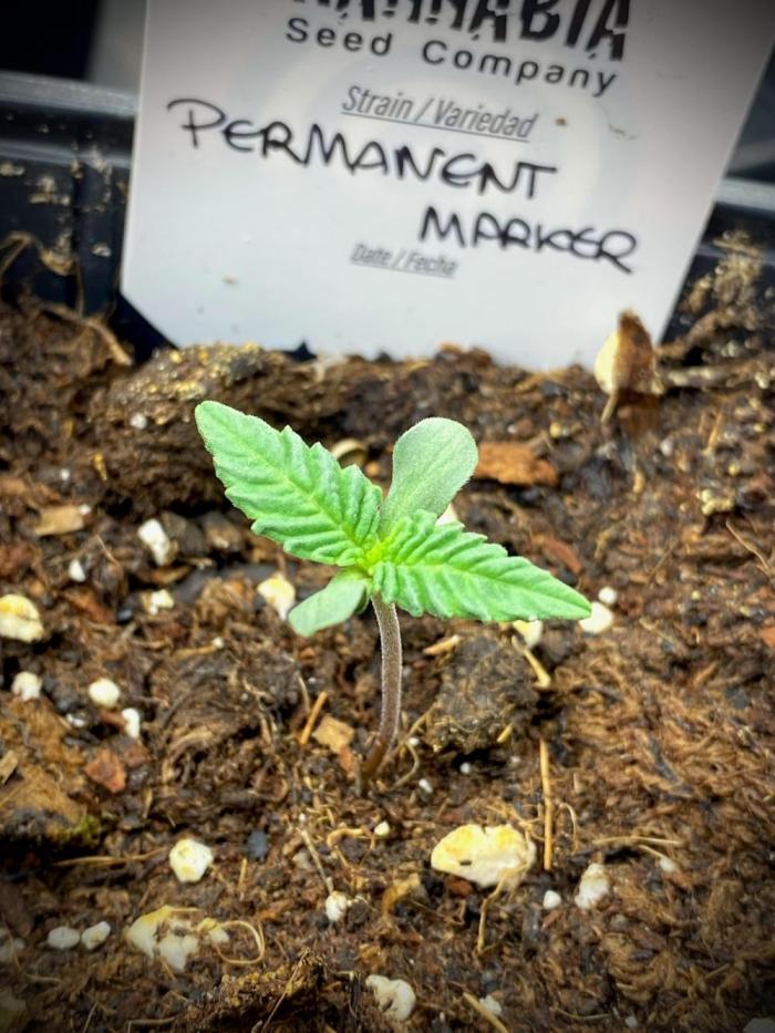 Permanent Marker TEST PHASE. Week 2 - Permanent Marker Testing Cultivation by Kannabia.