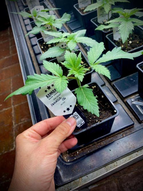Amnesia OG TEST PHASE. Week 3 - Amnesia OG Test Phase.