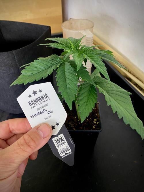 Amnesia OG TEST PHASE. Week 4 - Antes del trasplante.
