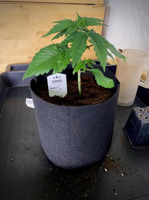 Amnesia OG TEST PHASE. Week 4 - Después del trasplante.