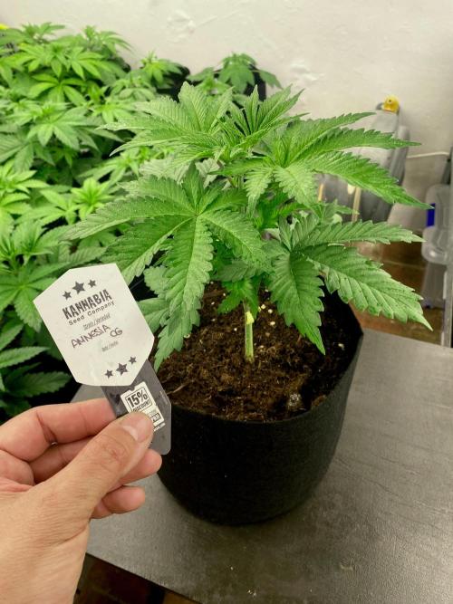 Amnesia OG TEST PHASE. Week 5 - Amnesia OG Test Phase.