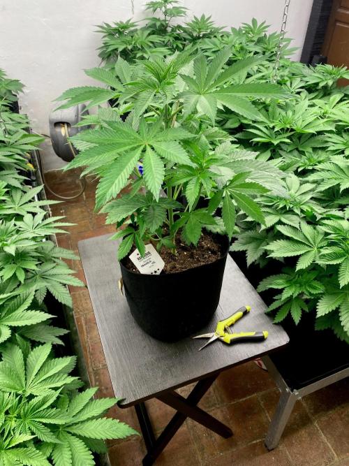 Amnesia OG TEST PHASE. Week 6 - Antes de la poda baja.
