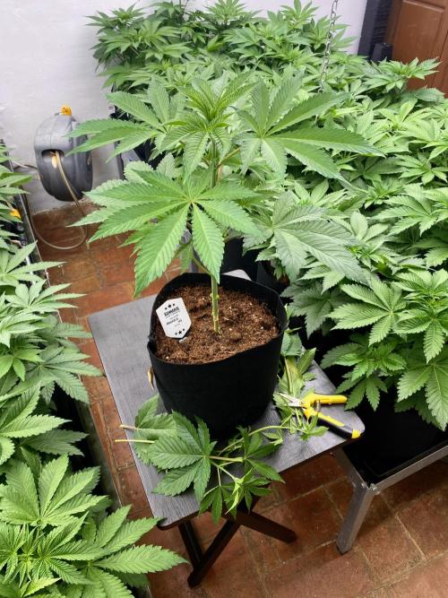 Amnesia OG TEST PHASE. Week 6 - Después de la poda baja.