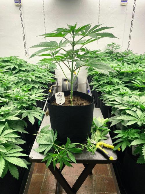 Amnesia OG TEST PHASE. Week 6 - Después de la poda baja.