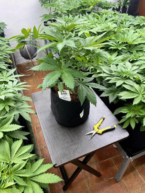 Amnesia Original TEST PHASE. Week 6 - Antes de la poda baja.