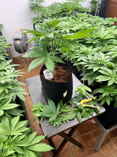 Amnesia Original TEST PHASE. Week 6 - Después de la poda baja.
