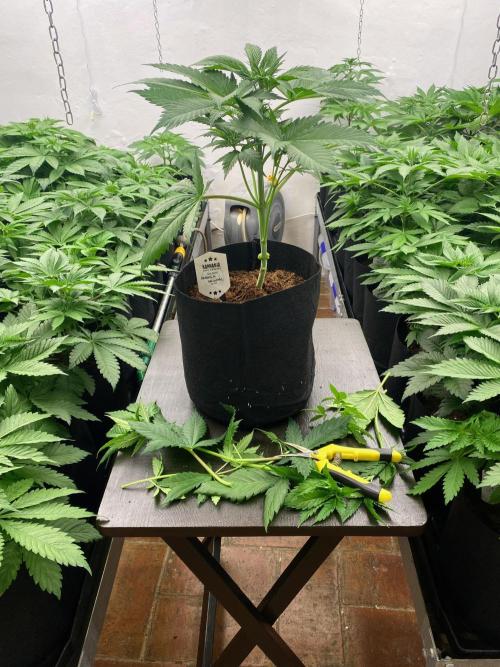 Amnesia Original TEST PHASE. Week 6 - Después de la poda baja.