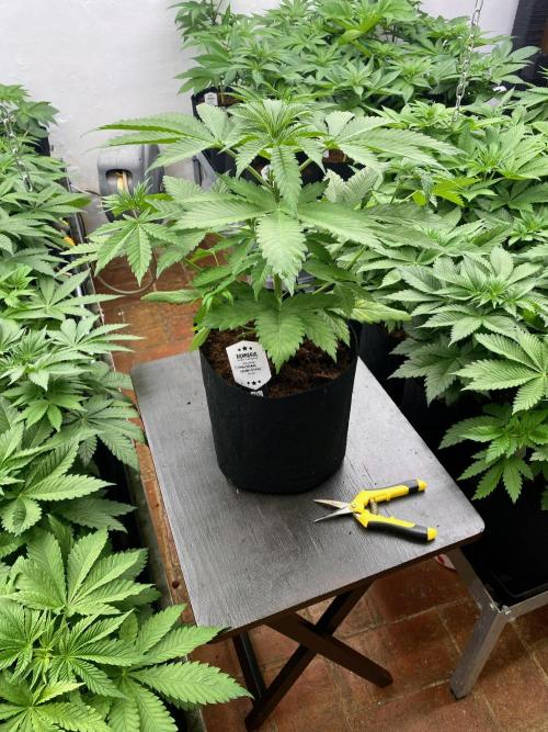 Chemstone Ultra Pink TEST PHASE. Week 6 - Antes de la poda baja.