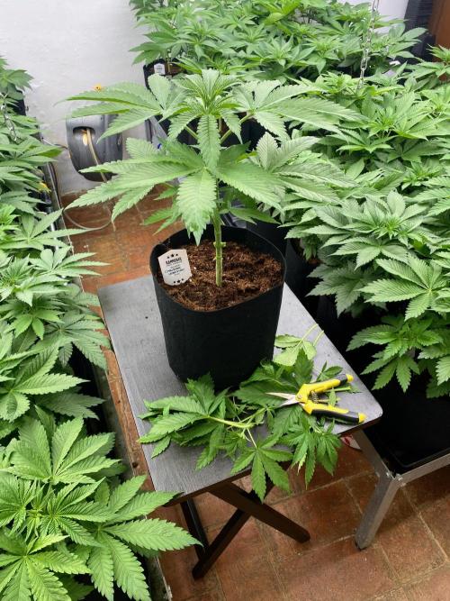 Chemstone Ultra Pink TEST PHASE. Week 6 - Después de la poda baja.