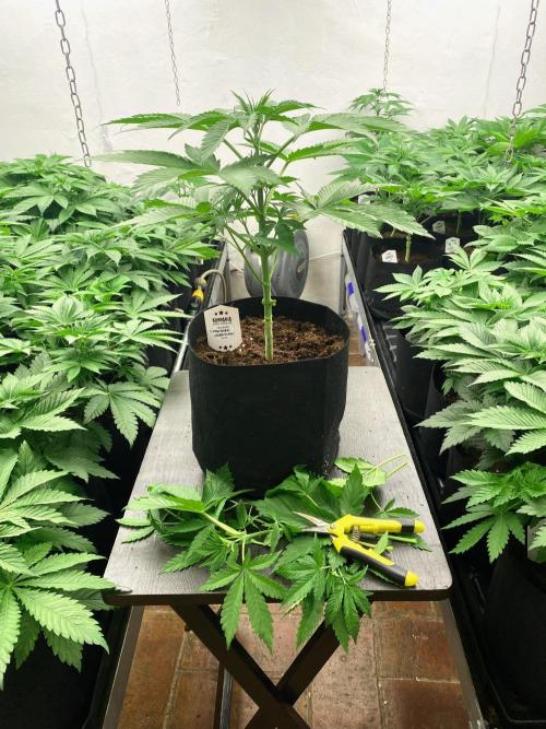 Chemstone Ultra Pink TEST PHASE. Week 6 - Después de la poda baja.