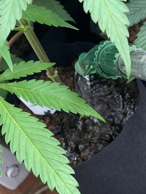 Amnesia OG TEST PHASE