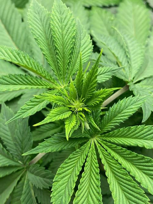 Amnesia Original TEST PHASE. Week 7 - Comienzo de floración.