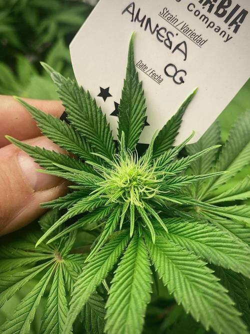 Amnesia OG TEST PHASE. Week 8 - Amnesia OG Test Phase.