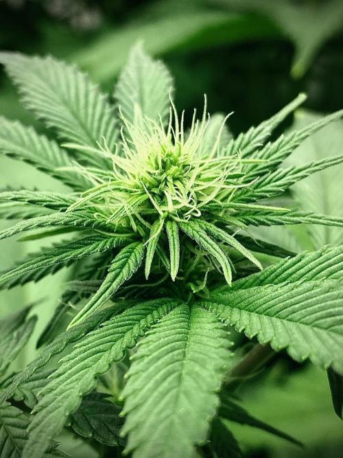 Amnesia OG TEST PHASE. Week 8 - Floración.