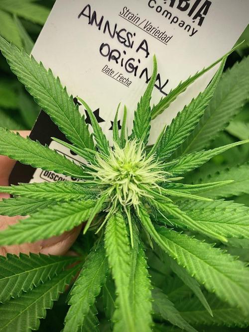 Amnesia Original TEST PHASE. Week 8 - Amnesia OG Test Phase.