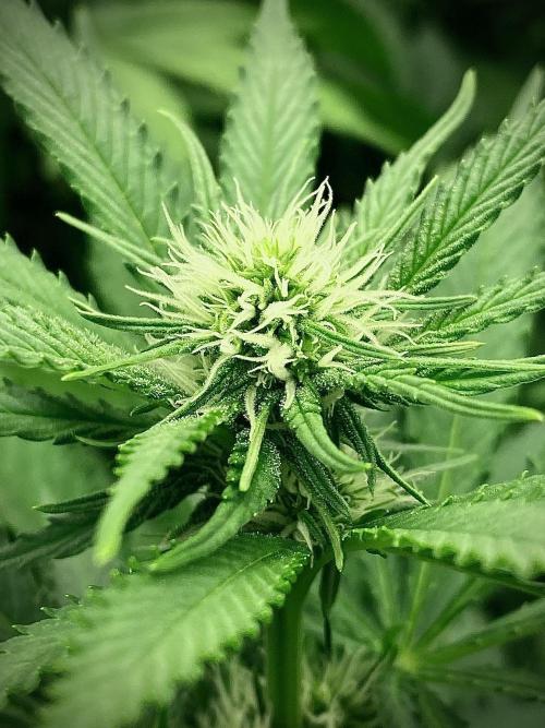 Amnesia Original TEST PHASE. Week 8 - Floración.