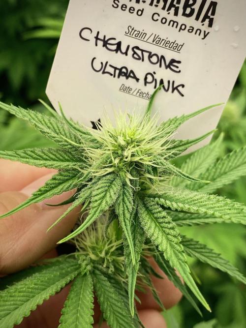 Chemstone Ultra Pink TEST PHASE. Week 8 - Chemstone Ultra Pink Test Phase.