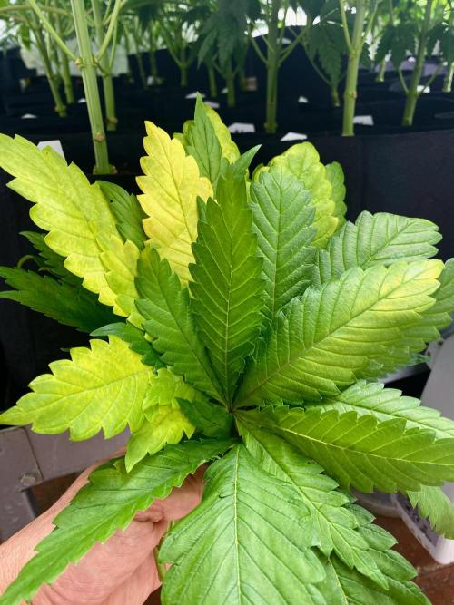 Permanent Marker TEST PHASE. Week 8 - Defoliación.