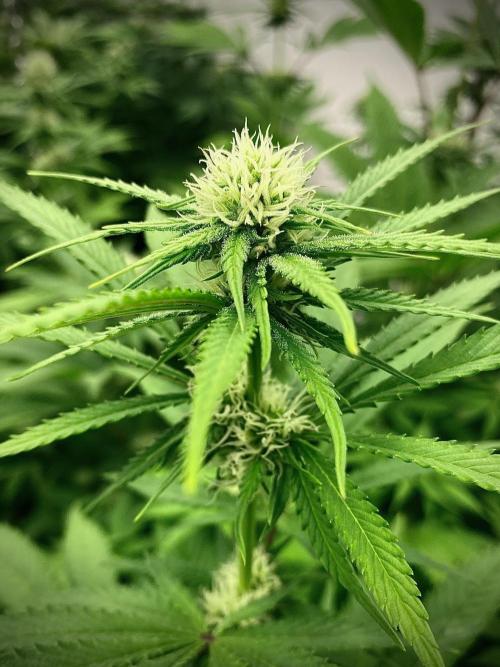 Amnesia OG TEST PHASE. Week 9 - Amnesia OG Test Phase.