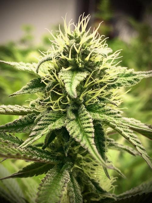 Amnesia OG TEST PHASE. Week 10 - Amnesia OG Test Phase.