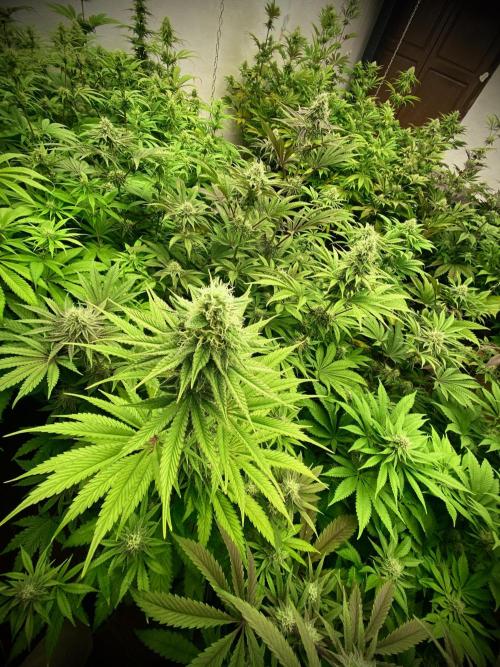 Amnesia OG TEST PHASE. Week 10 - Vista general de la sala.