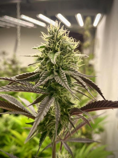 Amnesia OG TEST PHASE. Week 11 - Amnesia OG Test Phase.
