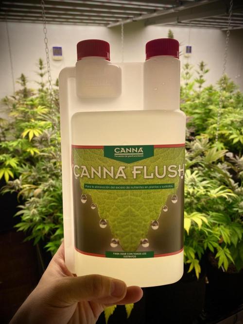 Amnesia Original TEST PHASE. Week 11 - Canna Flush by Canna.
