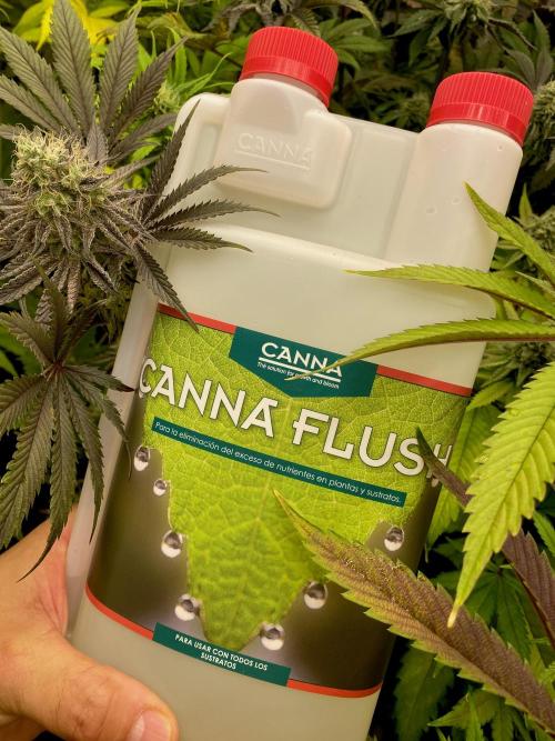 Chemstone Ultra Pink TEST PHASE. Week 11 - Canna Flush by Canna.