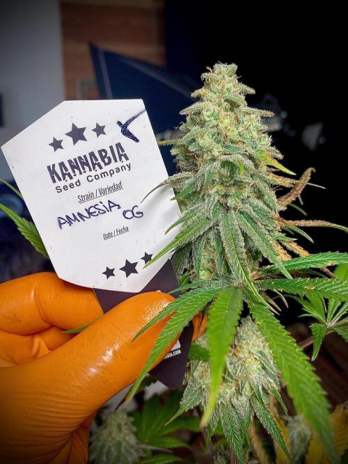 Amnesia OG TEST PHASE. Week 12 - Amnesia OG Test Phase.
