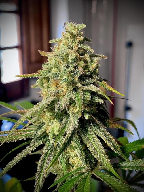 Amnesia OG TEST PHASE. Week 12 - Amnesia OG Test Phase.