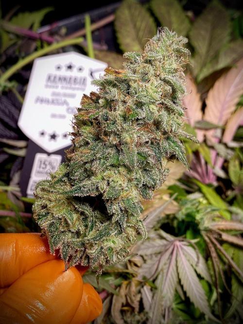 Amnesia OG TEST PHASE. Week 12 - Amnesia OG Test Phase.