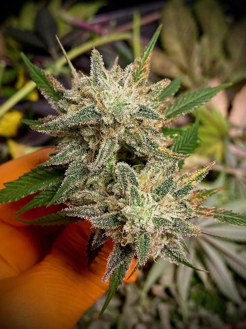 Amnesia OG TEST PHASE. Week 12 - Amnesia OG Test Phase.