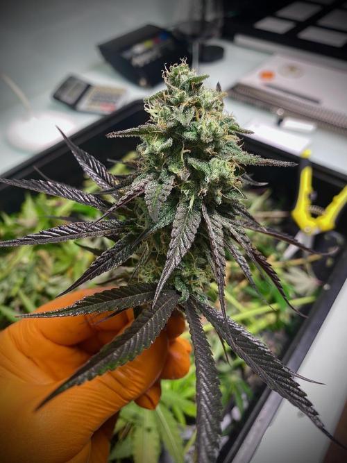 Amnesia OG TEST PHASE. Week 12 - Amnesia OG Test Phase.