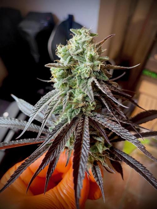 Amnesia OG TEST PHASE. Week 12 - Amnesia OG Test Phase.