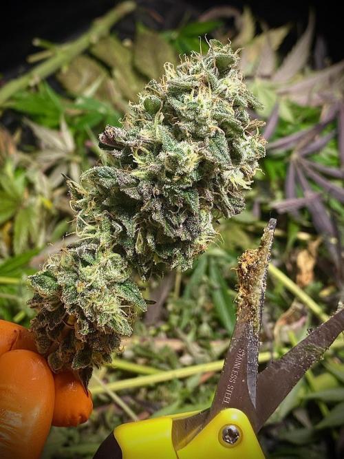 Amnesia OG TEST PHASE. Week 12 - Amnesia OG Test Phase.