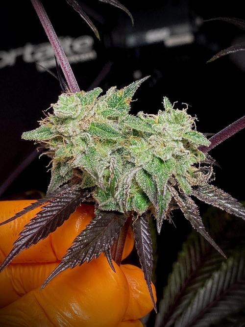Amnesia OG TEST PHASE. Week 12 - Amnesia OG Test Phase.