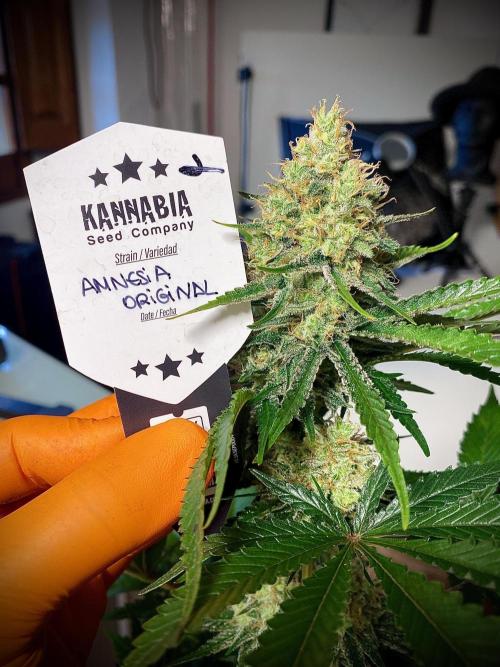 Amnesia Original TEST PHASE. Week 12 - Amnesia Original Test Phase.