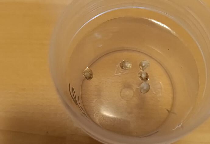 Black Runtz Automatic - Eng/Ger. Week 0 - Start:
13.11.2025