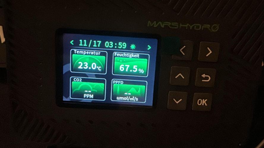 Black Runtz Automatic - Eng/Ger. Week 0 - 17.11.2025
-Humidity was at 75% before opening the tent.