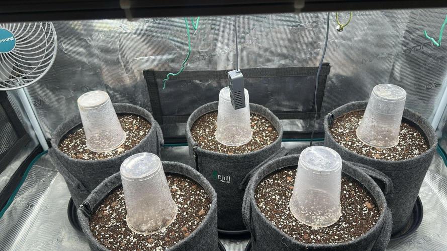 Black Runtz Automatic - Eng/Ger. Week 0 - Seeds in Soil:
16.11.2025
- 5x 10L 