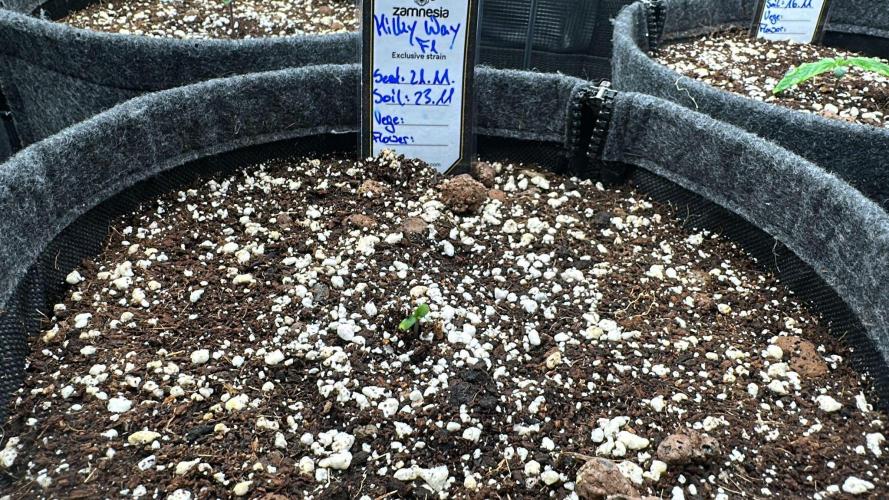 Black Runtz & MilkyWay - Eng/Ger. Week 1 - maximum 12h old. Happy B-Day.