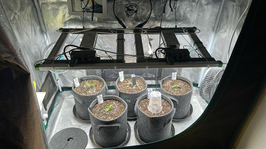 Black Runtz & MilkyWay - Eng/Ger. Week 1