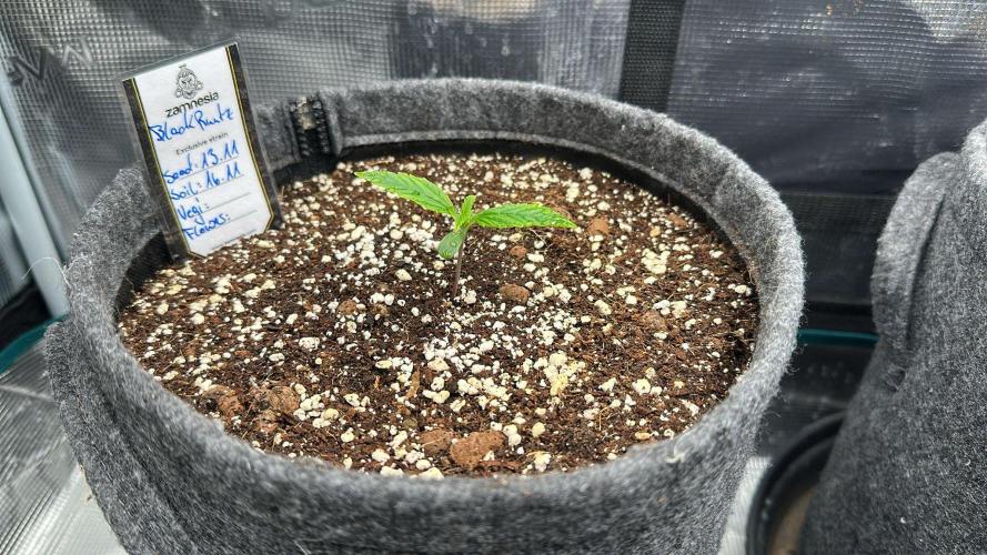 Black Runtz & MilkyWay - Eng/Ger. Week 1 - 1 Week old