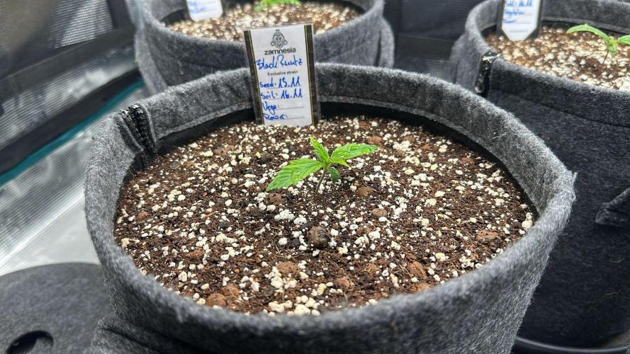 Black Runtz & MilkyWay - Eng/Ger. Week 1 - 1 Week old