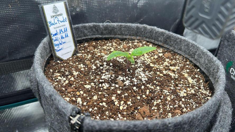 Black Runtz & MilkyWay - Eng/Ger. Week 1 - 1 Week old