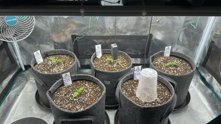 Black Runtz & MilkyWay - Eng/Ger. Week 1