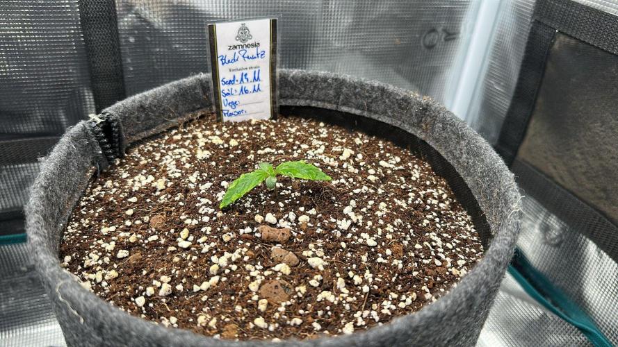 Black Runtz & MilkyWay - Eng/Ger. Week 1 - 1 Week old