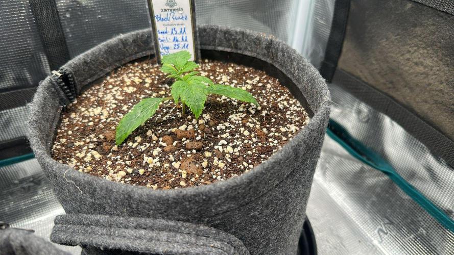 Black Runtz & MilkyWay - Eng/Ger. Week 2