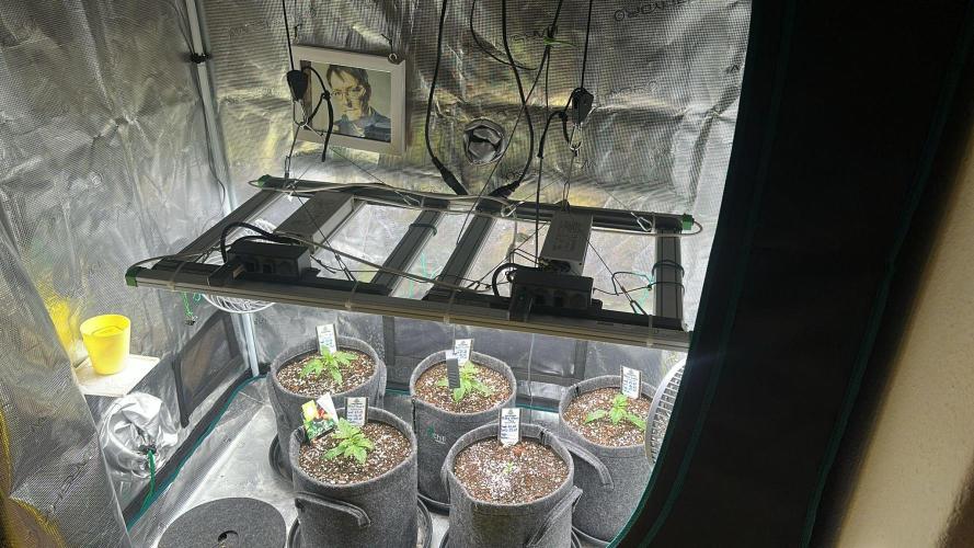 Black Runtz & MilkyWay - Eng/Ger. Week 2