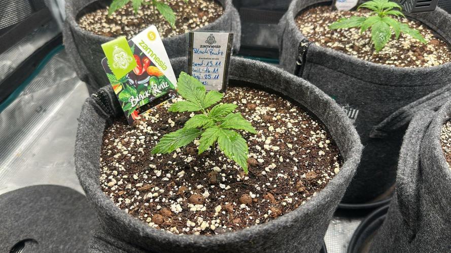 Black Runtz & MilkyWay - Eng/Ger. Week 2